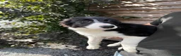 Border Collie dogs for sale: Border Collie Puppies  - Advert 6