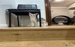 Abyssinian cats for sale: Pedigree Silver Abyssinian kittens left 1 female - Image 21