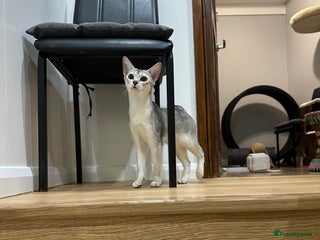 Abyssinian cats Pedigree Silver Abyssinian kittens left 1 female - Advert 1