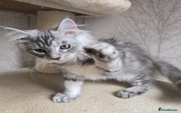 Maine Coon cats for sale: READY NOW Maine Coon Kitten Russian/Shaded lines in Hull - Image 29