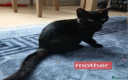 Bombay cats for sale: Three precious female kittens - Image 10