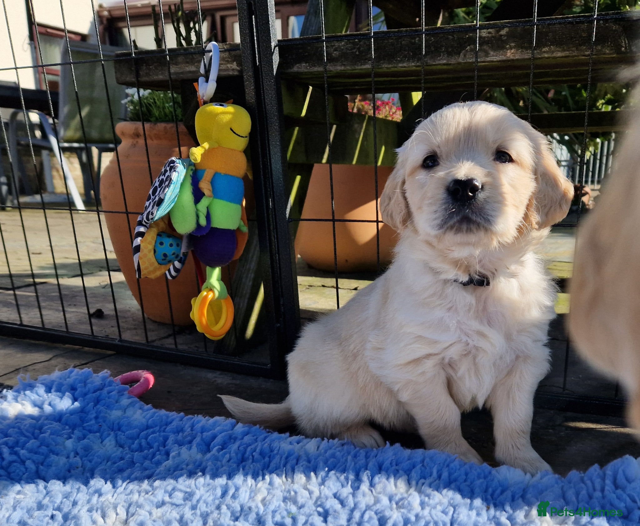 Golden Retriever dogs Pedigree show Golden retriever puppies - Advert 5