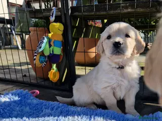 Golden Retriever dogs Pedigree show Golden retriever puppies - Advert 5