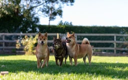 Japanese Shiba Inu dogs for sale: 	“Shiba Inu Puppies – Champion Pedigree, DNA Clear - Image 4