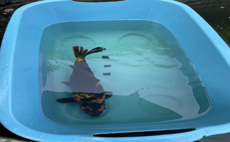 Koi Carp fish - Advert 1