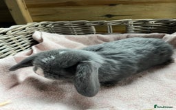 Mini Lop rabbits for sale: Gorgeous mini lops  - Advert 11