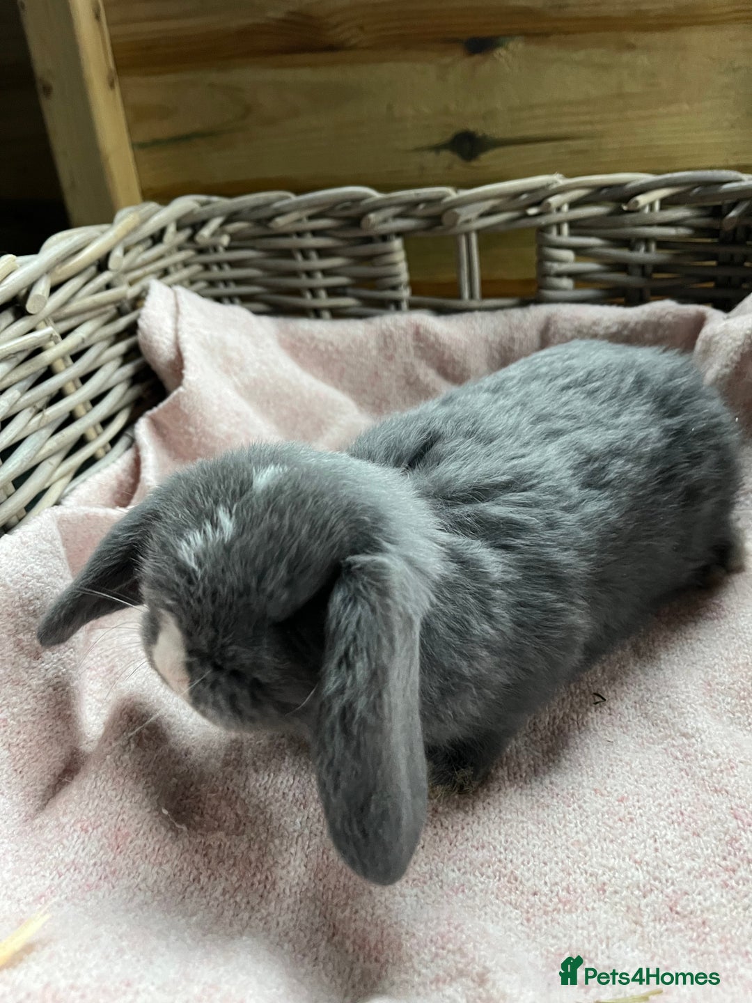 Mini Lop rabbits for sale: Gorgeous mini lops  - Advert 11