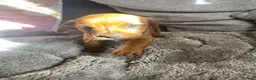 Mixed Breed dogs for sale: Cavajack puppies for sale  - Advert 4