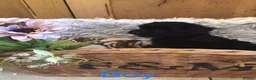 Jackapoo dogs for sale: Mr steven wilson - Advert 25
