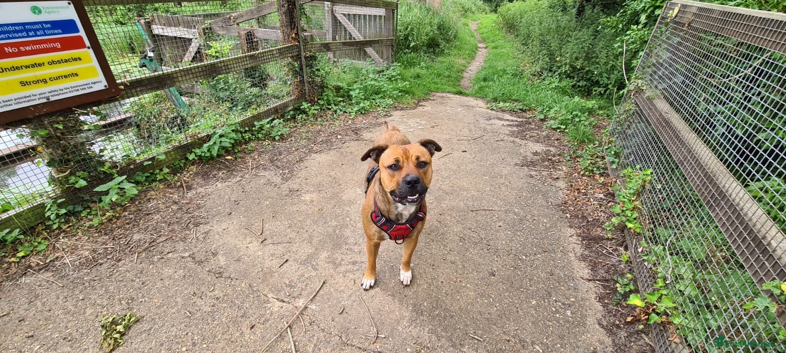 Mixed Breed dogs for sale: Staff bullmastiff cross old English bulldog  - Advert 4