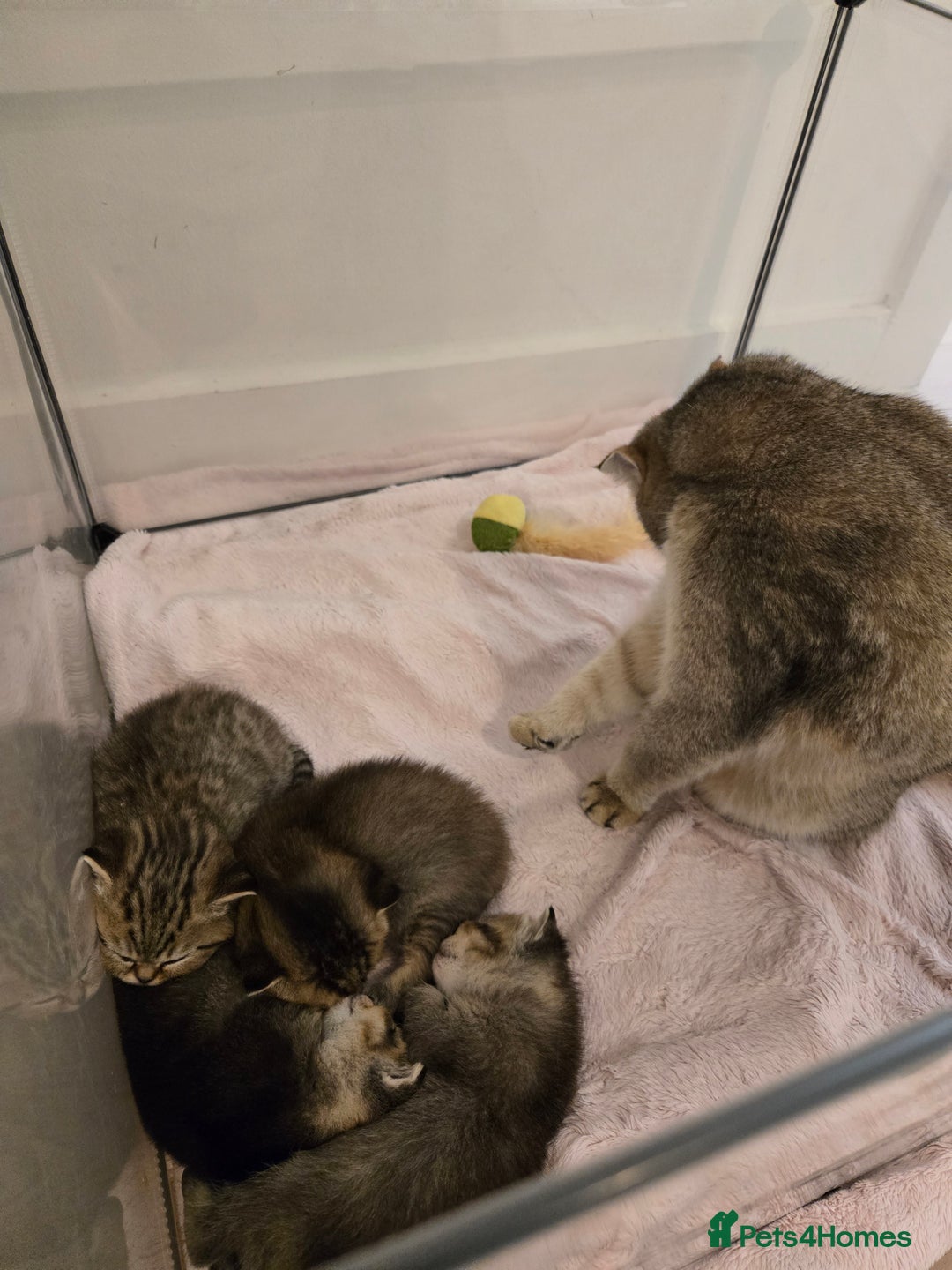 British Shorthair cats for sale: British Shorthair kittens STUNNING 🐈 😺  - Advert 3