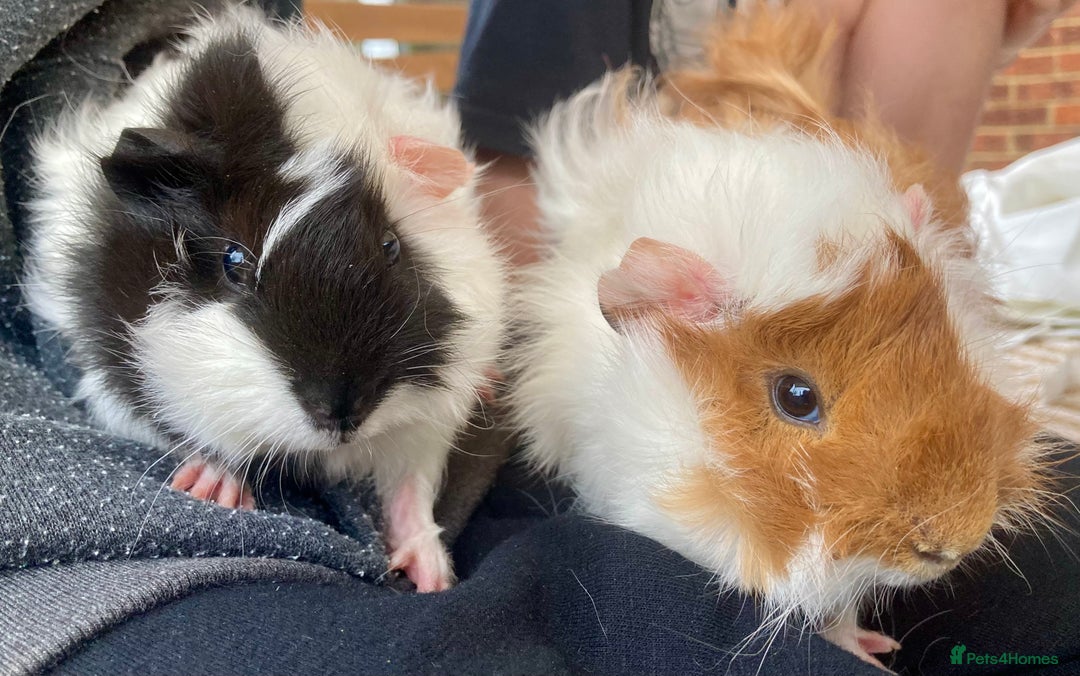 Guinea Pig rodents for sale: 2 male baby guinea pigs flitwick - Image 10