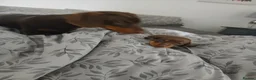 Miniature Dachshund dogs for sale: 2 beautiful boy miniature  dachunds  - Advert 6