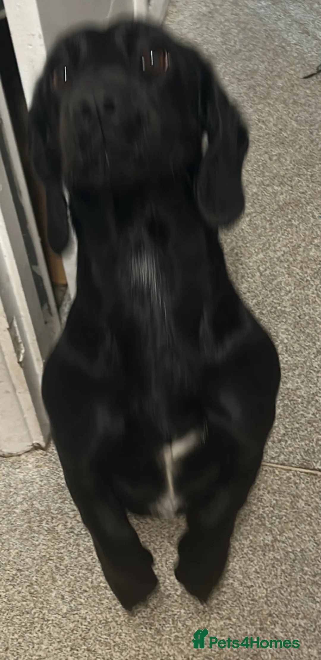 Mixed Breed dogs for sale: Looking for home  - Advert 6