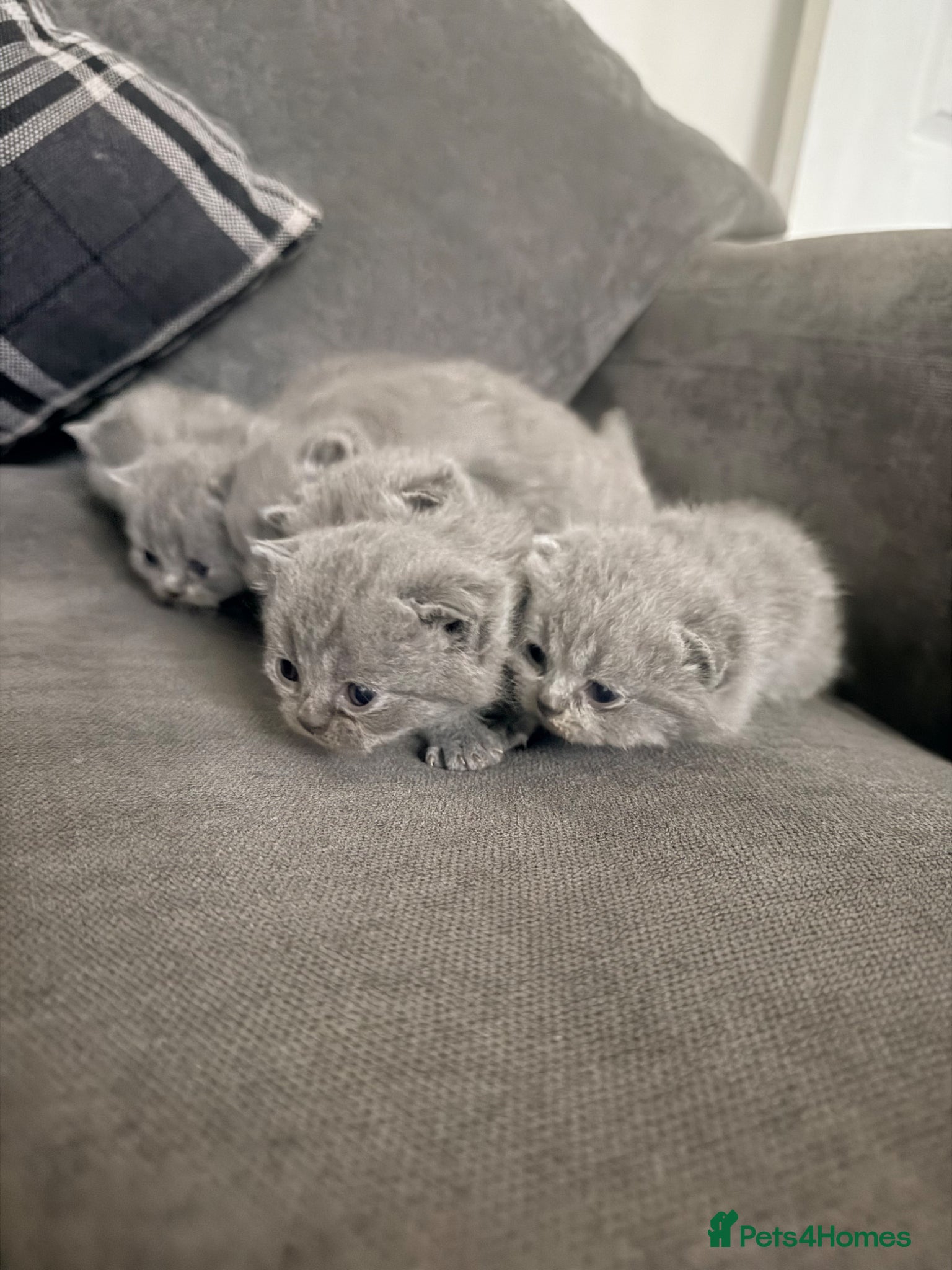 British Shorthair cats for sale: British Shorthair Kittens (1/2 Lilac)  - Advert 1