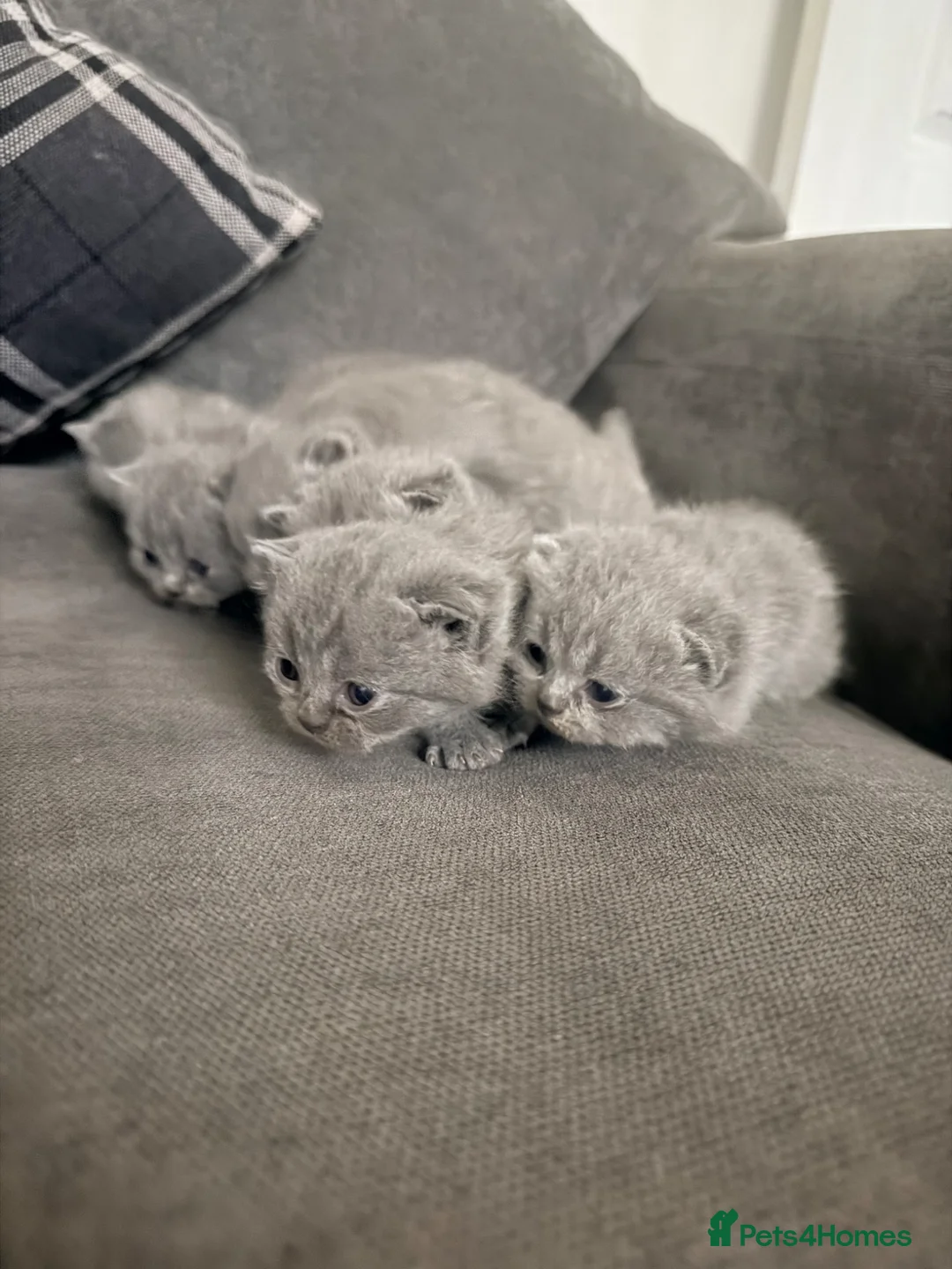 British Shorthair cats for sale: British Shorthair Kittens (1/2 Lilac)  - Advert 1