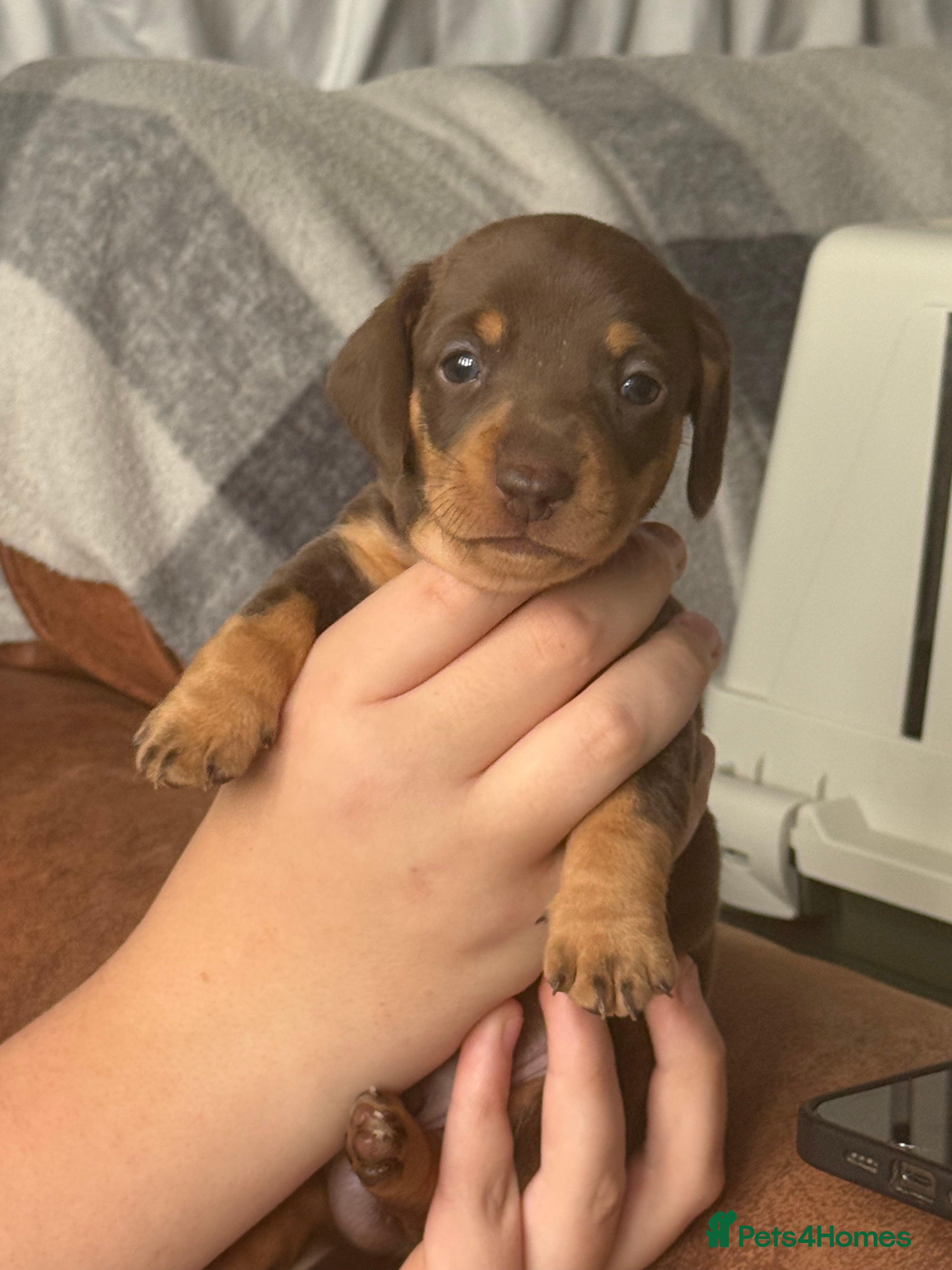 Miniature Dachshund dogs mini dachshunds *1 girl left *Ready 10th Jan  - Advert 12