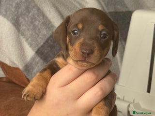 Miniature Dachshund dogs mini dachshunds *1 girl left *Ready 10th Jan - Advert 12