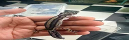 Leopard Gecko reptiles for sale: Mixed baby Leopard Geckos & 1 Black night - Advert 6