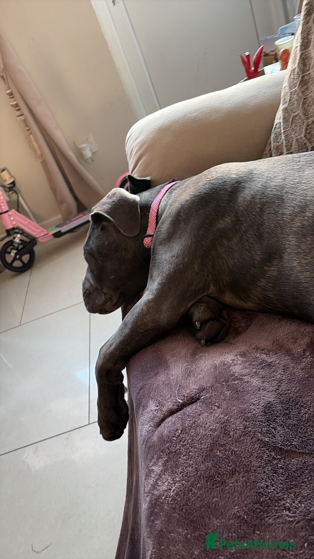 Cane Corso dogs for sale: Beautiful big girl - Advert 3