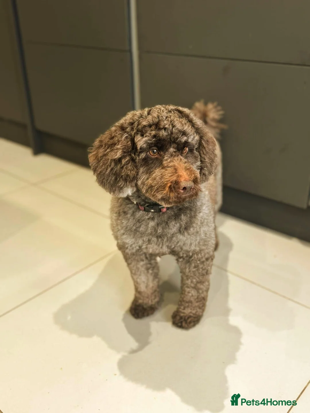 Miniature Poodle dogs for stud: Imported Brown Miniature Poodle & Cavalier Studs in Sutton Coldfield - Advert 4