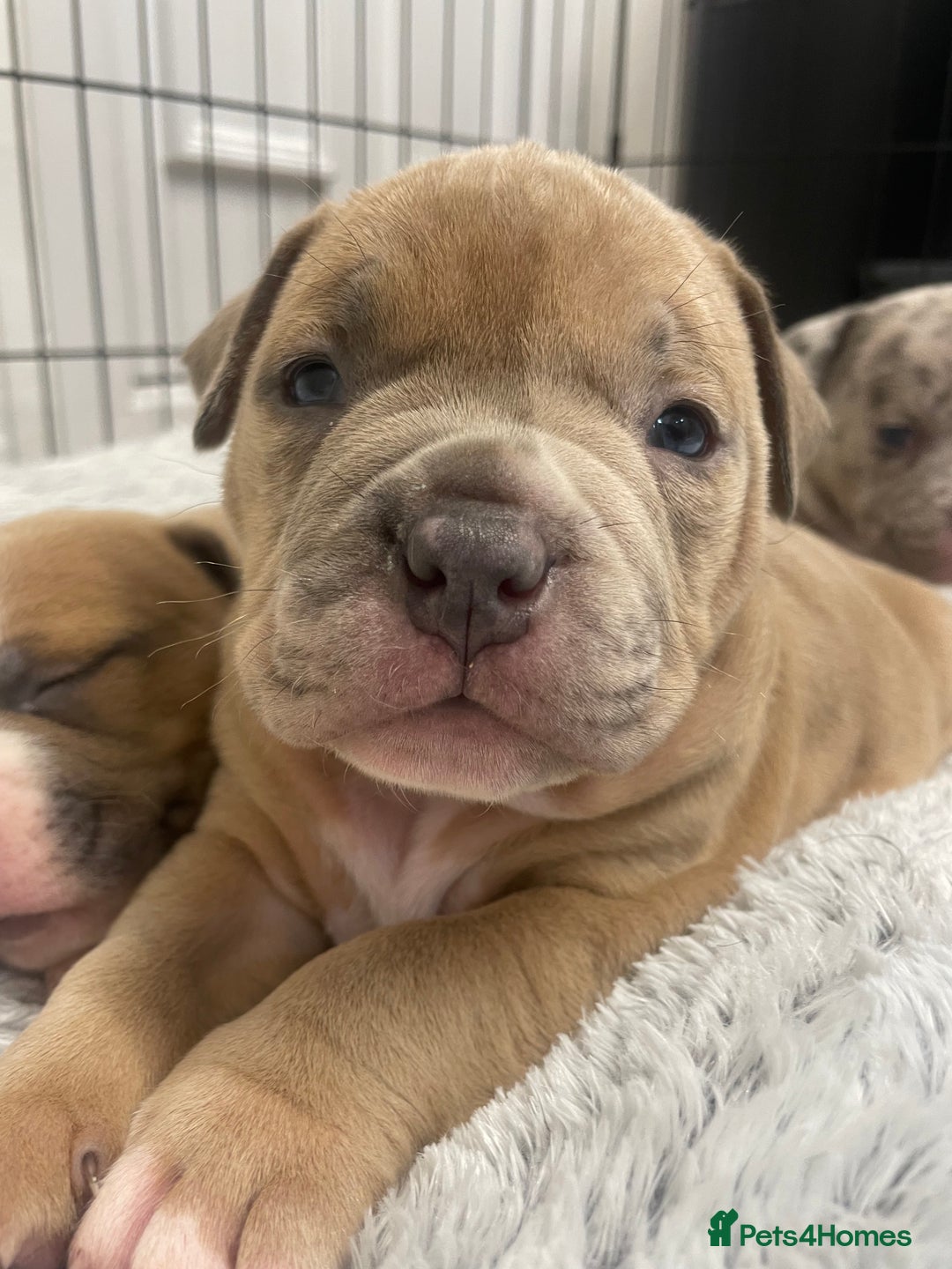 American Bully dogs for sale: ABKC registered Pocket bully/American bully   - Advert 6