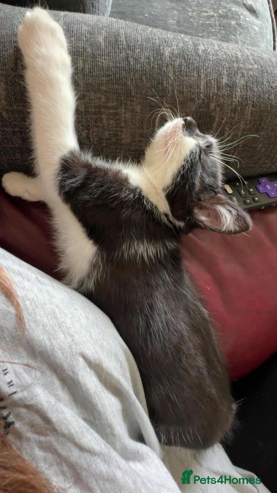 Mixed Breed cats for sale: Gorgeous boy - Advert 8