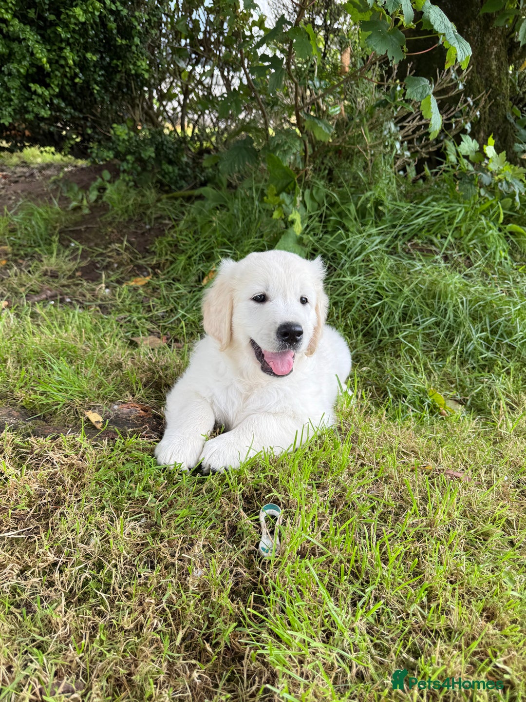 Golden Retriever dogs for sale: KC Registered Golden Retriever Puppies  - Image 5