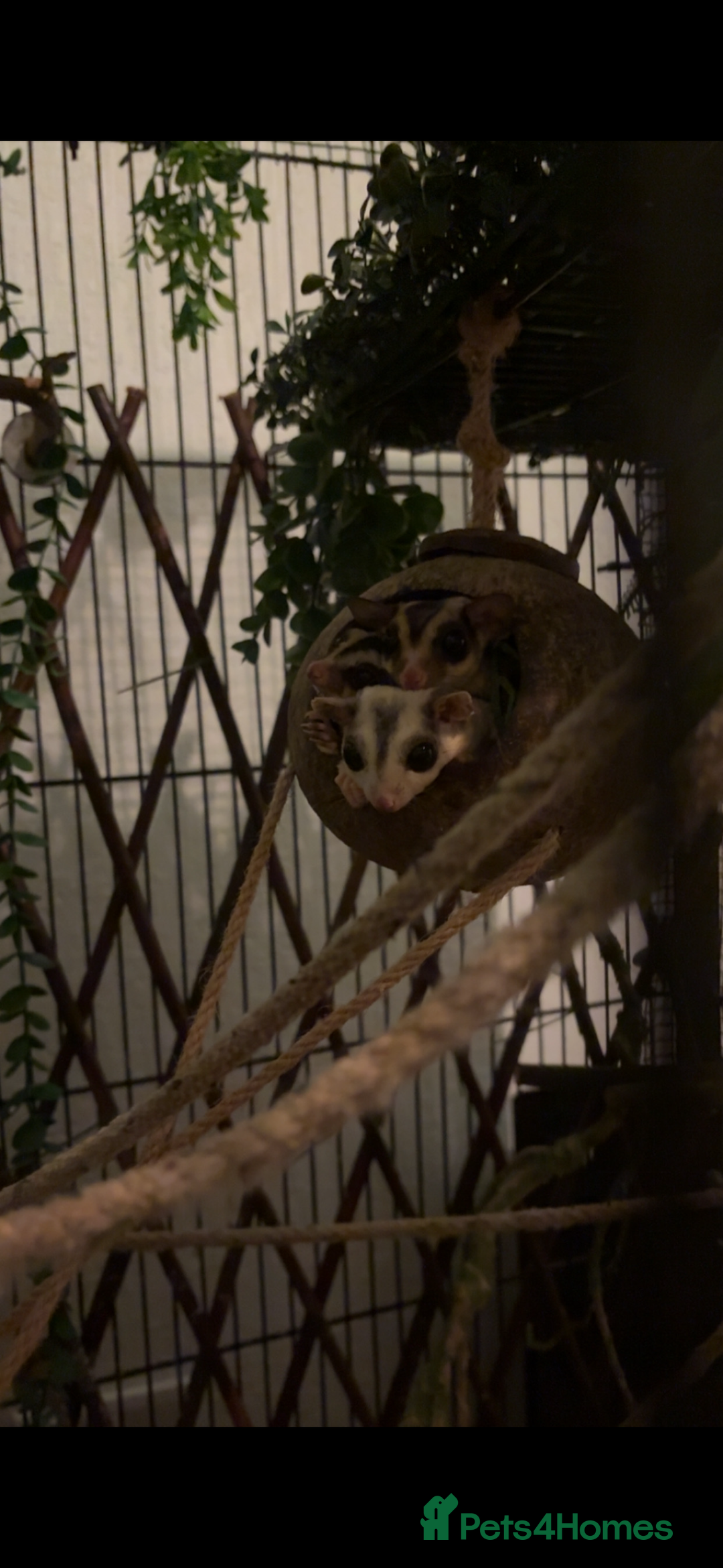 Sugar Glider rodents for sale: Sugar gliders  - Advert 1