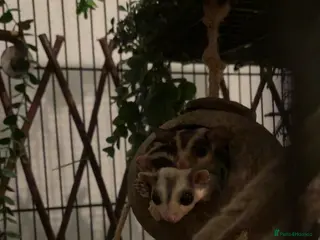 Sugar Glider rodents Sugar gliders - Advert 7
