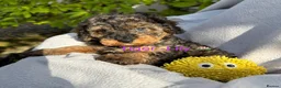 Toy Poodle dogs for sale: 3 Pedigree TOY POODLE GIRLS -ready now in Cheshire - Advert 25