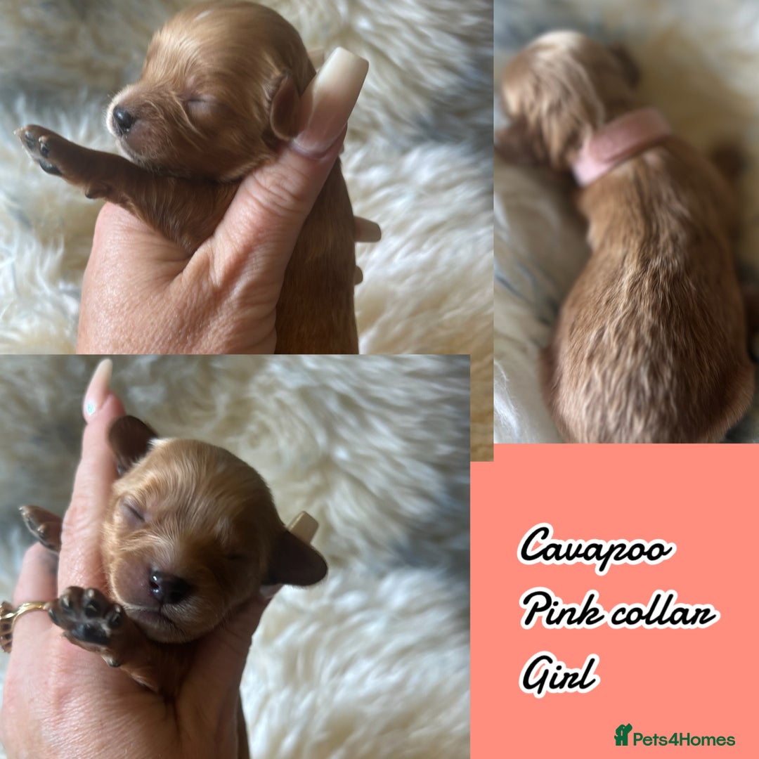 Cavapoo dogs for sale: Beautiful fully DNA tested Cavapoo's  - Image 21