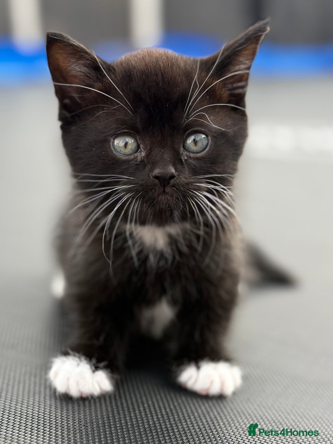 British Shorthair cats for sale: BSH KITTENS - Image 6