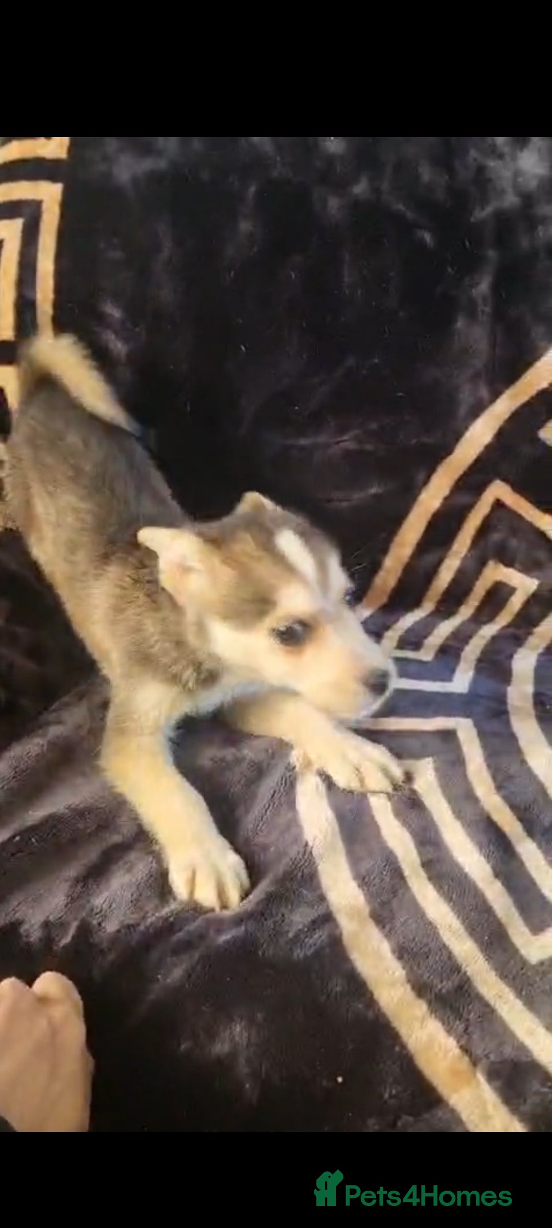 Shepsky dogs for sale: Shepsky puppies  - Advert 10