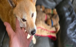 Japanese Shiba Inu dogs for sale: Gorgeous Shibas  - Image 4
