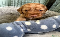 Cocker Spaniel dogs for sale: Working Cocker spaniel puppies - Image 11