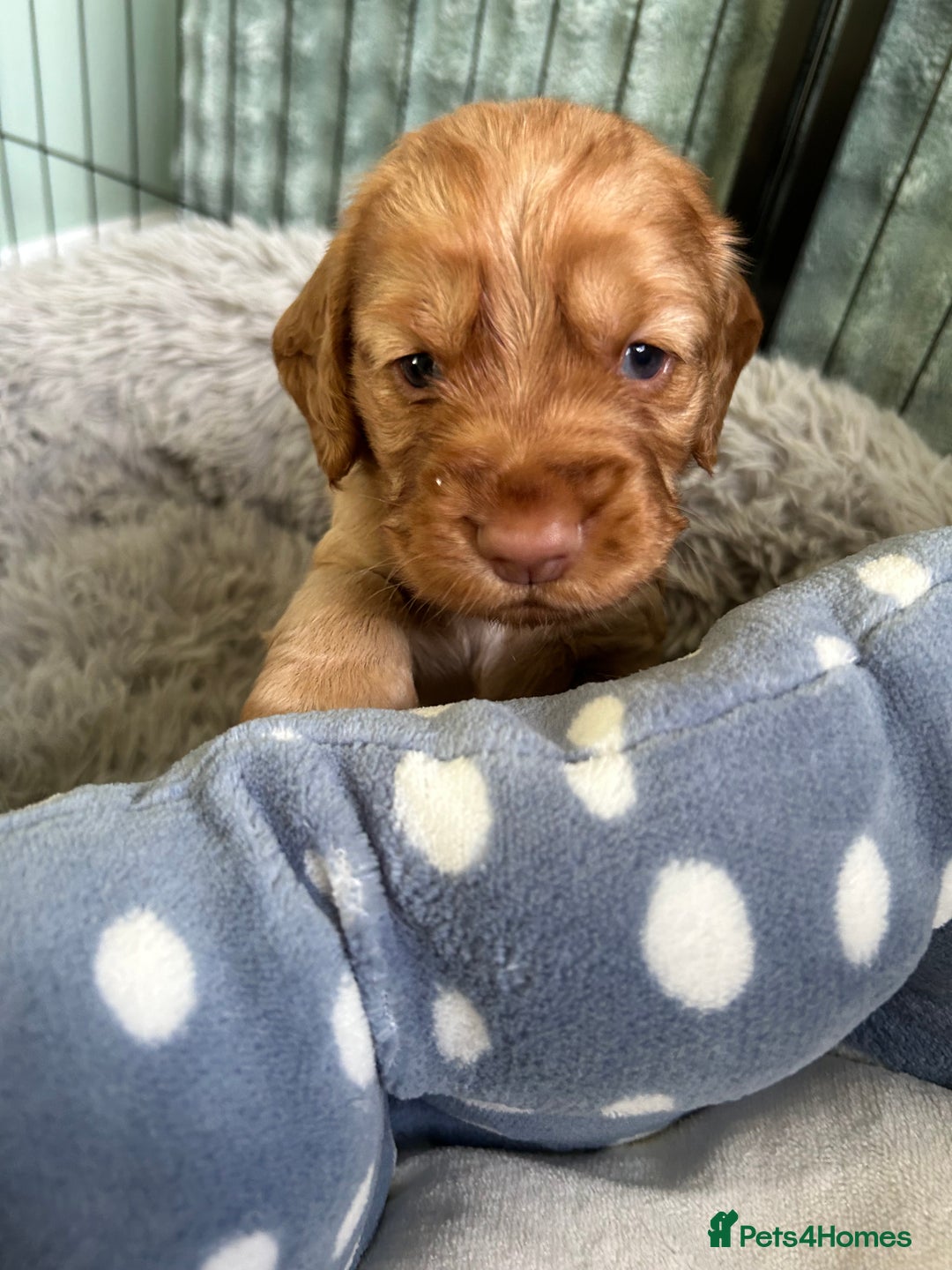 Cocker Spaniel dogs for sale: Working Cocker spaniel puppies - Image 11