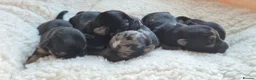 Yorkshire Terrier dogs for sale: Gorgeous Lilliputian Yorkies available  - Advert 1