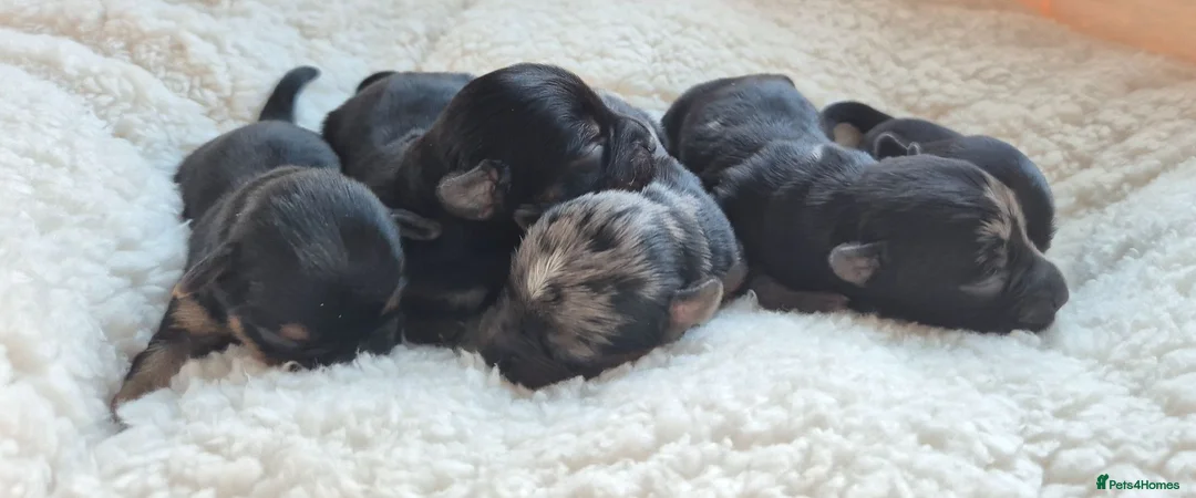 Yorkshire Terrier dogs for sale: Gorgeous Lilliputian Yorkies available  - Advert 1
