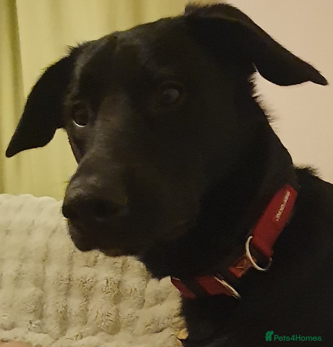 Borador dogs for sale: Lovely 2 year old lab/collie for sale - Advert 5