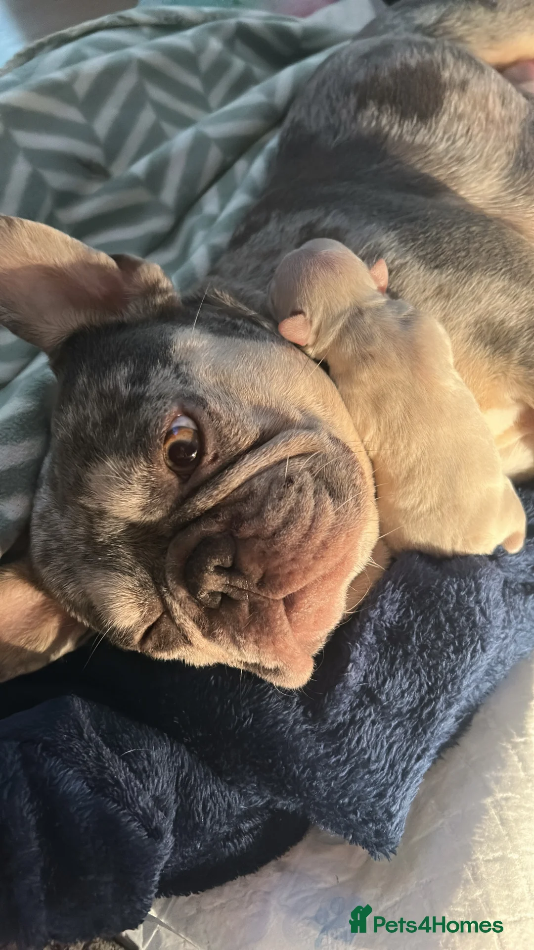 French Bulldog dogs for sale: Stunning KC registered Frenchies😍 4 male 1 female - Advert 19