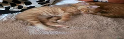 Mixed Breed cats for sale: Beautiful ginger kittens  - Advert 20