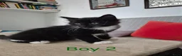 Norwegian Forest Cat cats for sale: Gorgeous Norwegian Forest kittens - Advert 9