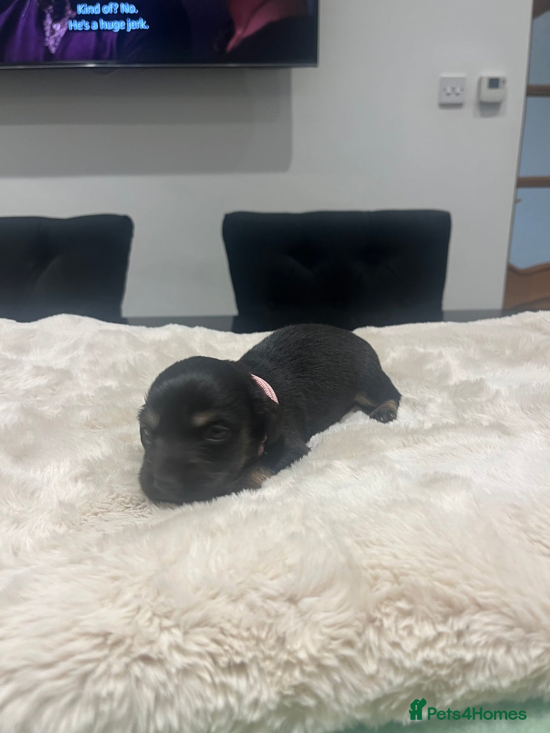 Dachshund dogs for sale: Tiny long haired piebald dachshunds for sale ! - Image 5