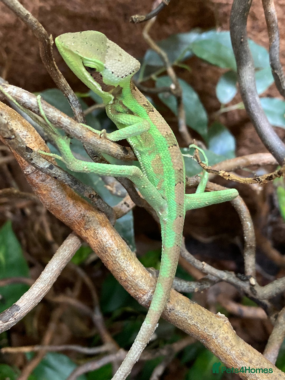 Iguana reptiles for sale: Eastern Casquehead & Hernandez’s Helmeted Iguanas - Image 12