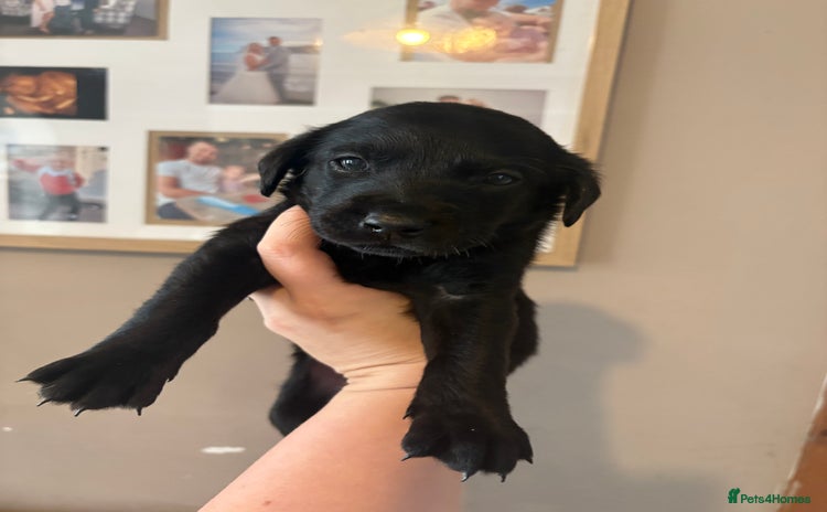 Labrador Retriever dogs - Advert 4