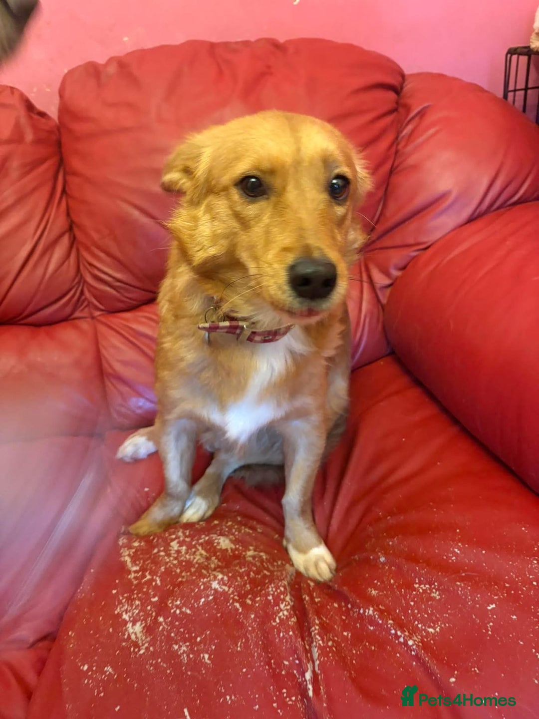 Mixed Breed dogs for adoption: Rose - Norwich Norfolk  - Advert 3