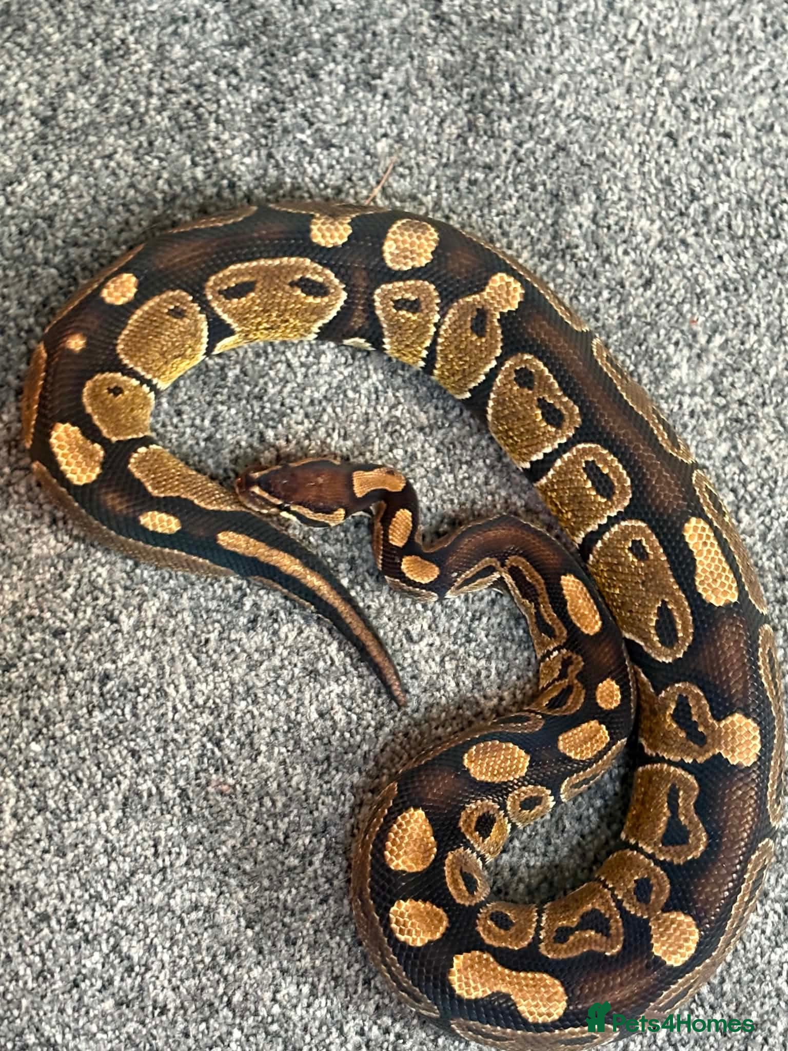 Python Snake reptiles Ball python  - Advert 2