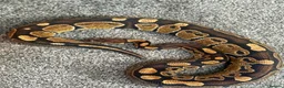 Python Snake reptiles for sale: Ball python  - Advert 1