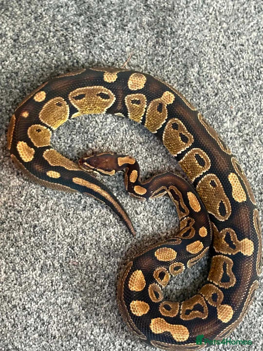 Python Snake reptiles for sale: Ball python  - Advert 1